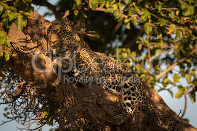 Leopard lies in dappled sunlight on branch