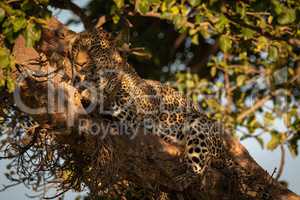 Leopard lies in dappled sunlight on branch