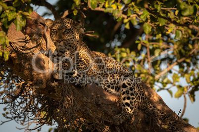 Leopard lies in tree in dappled sunlight