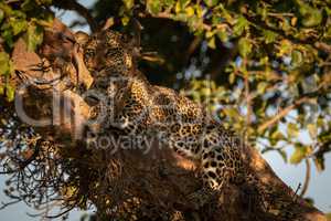 Leopard lies in tree in dappled sunlight