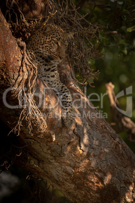 Leopard lies in tree looking down below