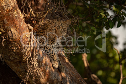 Leopard lies in tree looking at camera