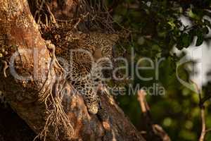 Leopard lies in tree looking at camera