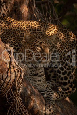 Leopard lies in tree with cub behind