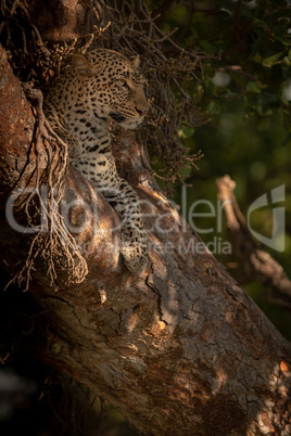 Leopard lies in tree looking out watchfully