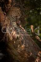 Leopard lies in tree looking out watchfully