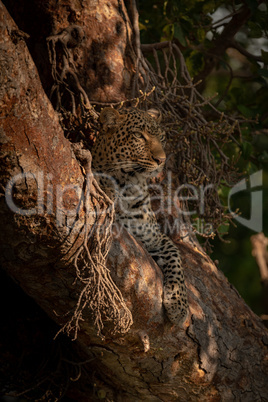 Leopard lies looking out from tree branches