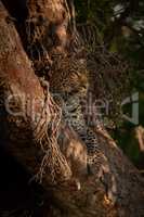 Leopard lies looking out from tree branches