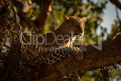 Leopard lies in tree with head raised
