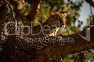 Leopard lies in tree with head raised