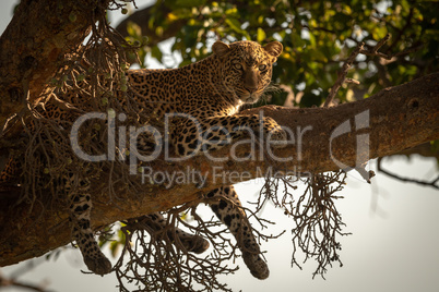 Leopard lies on branch dangling legs down