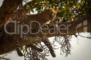 Leopard lies on branch dangling legs down