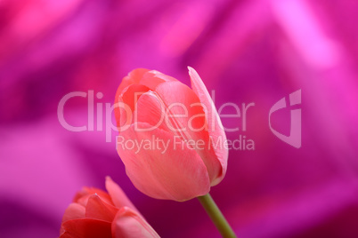 spring flowers banner - bunch of pink tulip flowers on red background