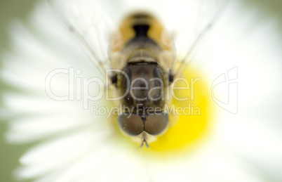 bee on a daisy flower