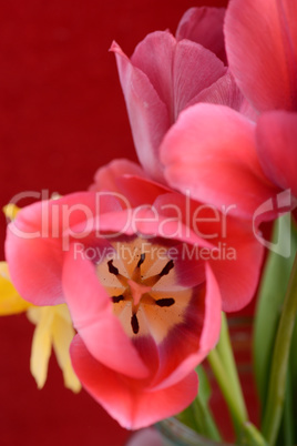 spring flowers banner - bunch of red tulip flowers on red background