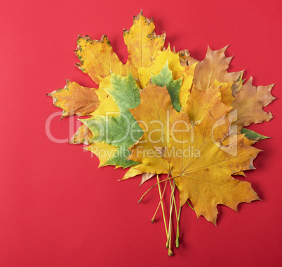 yellow and green maple leaves