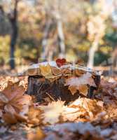 open book on a stump in the middle of an autumn park