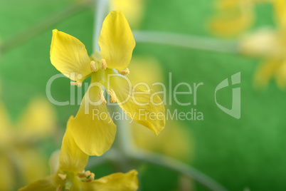 Pistils yellow flower close up on green abstract background