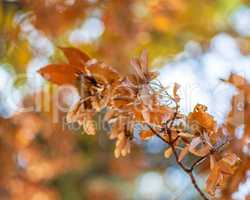 branch with yellow leaves of maple