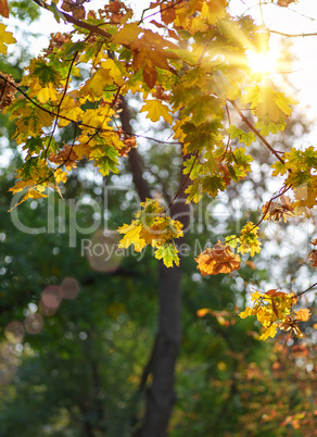 branch with yellow and green leaves of maple in autumn park