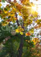 branch with yellow and green leaves of maple in autumn park