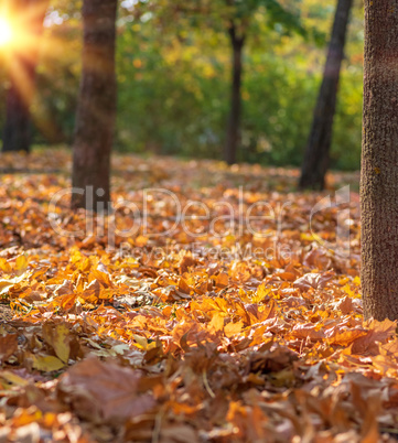 autumn city park with dry yellow maple leaves