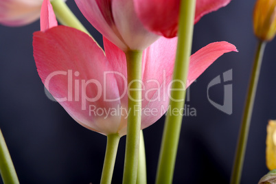 spring flowers banner - bunch of pink tulip flowers on black background