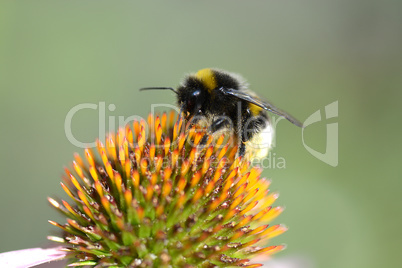 bumble bee flying to flower