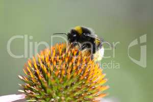 bumble bee flying to flower
