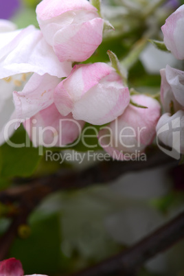 Flowers of the apple blossoms on a spring day