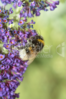 Hummel auf Blüte