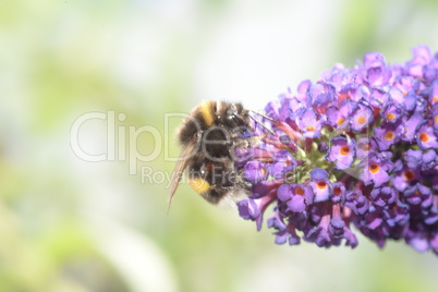 Hummel auf Blüte