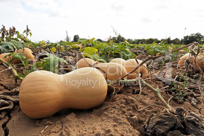 Butternut Kürbis auf dem Feld