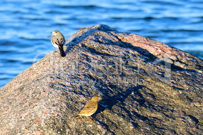 Strandpieper