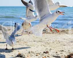 flock of seagulls on the beach