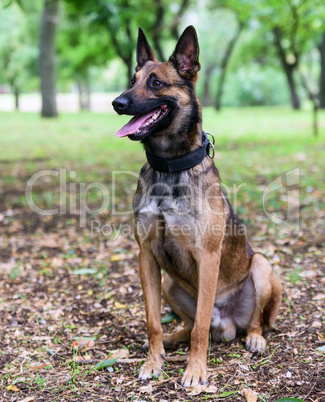 Belgian Shepherd Malinois  sitting on the green grass