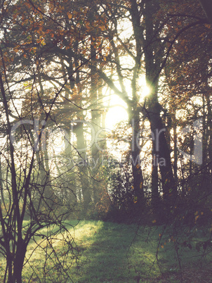 Bright sunrise in the fields