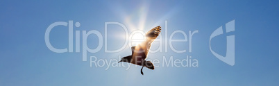 Bird Flying In Front of The Sun in a Blue Sky