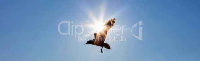 Bird Flying In Front of The Sun in a Blue Sky