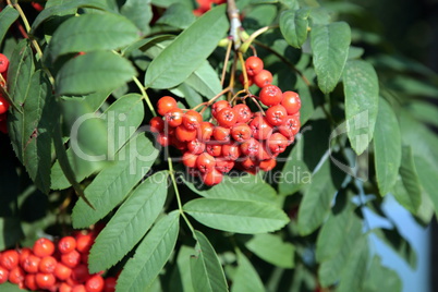 ashberry with leafs