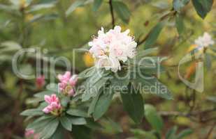 white Flowers at spring