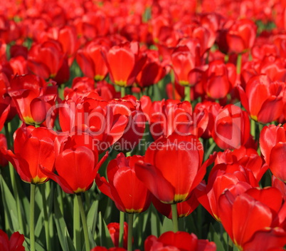 red tulip at spring