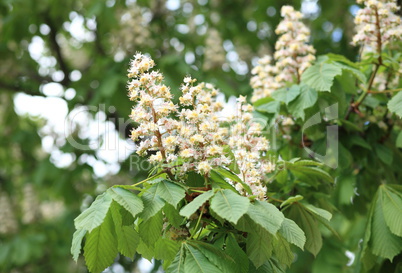 chestnut at spring day