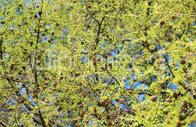 tree at spring