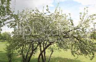 Apple Flower at Spring