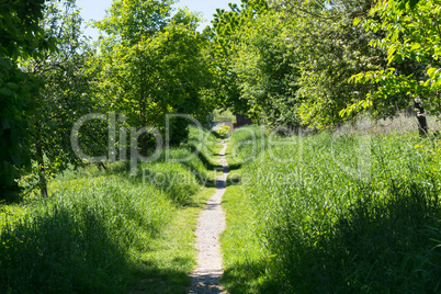 Paths in the park