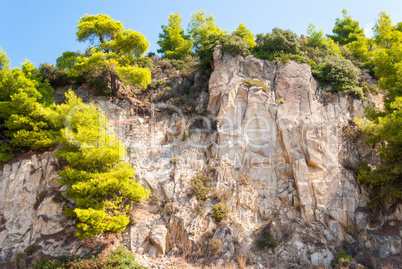 Summer beautiful landscape with beautiful pine trees in the moun