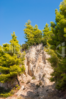 Summer beautiful landscape with beautiful pine trees in the moun