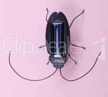 Electronic Bug Toy on Pink Background