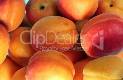 many orange peach at day